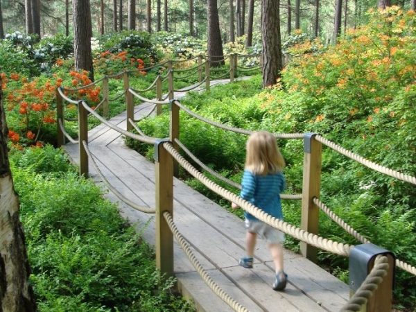 Suo, kuokka ja&nbsp;alppiruusu